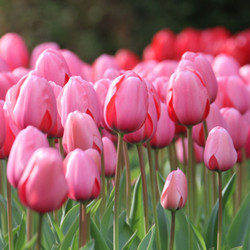 Tulip Darwin Hybrid Pink Impression - Bulk Offer