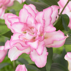 Lily Double Oriental Roselily Anouska (Spring)