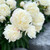 Peony Lactiflora Festiva Maxima (Spring)