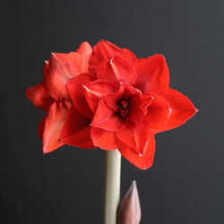 The brilliant red flowers of amaryllis Double King, shown against a black background.