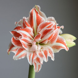 The frilly, red and white striped flowers of amaryllis Dancing Queen.