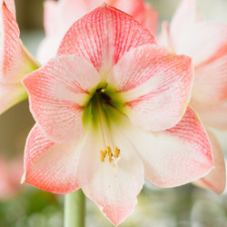 Amaryllis Single Apple Blossom