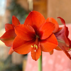 The red-orange flowers of amaryllis Naranja.