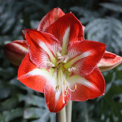 The red and white flowers of winter-blooming amaryllis Minerva.