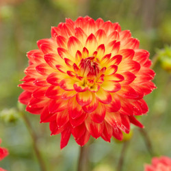 Decorative dahlia Procyon closeup beauty in natural sunlight.