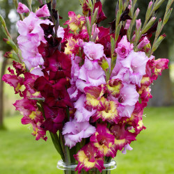 Gladiolus Purple Explosion - Bulk Offer