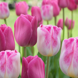 Tulip Triumph Purple Raven & Infinity