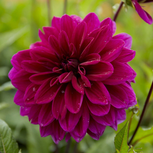 Dahlia Dinnerplate Thomas Edison