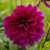 Dahlia Dinnerplate Thomas Edison