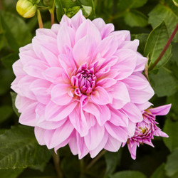 Dahlia Dinnerplate Lavender Perfection