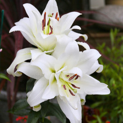 Lily Double Oriental Roselily Ramona (Spring)