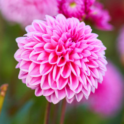 Dahlia Ball Sandra