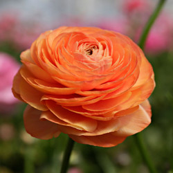 Ranunculus Tomer Orange (Spring)