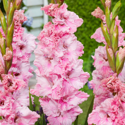 Gladiolus Soft Innocence