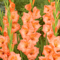 Gladiolus Georgia Peach