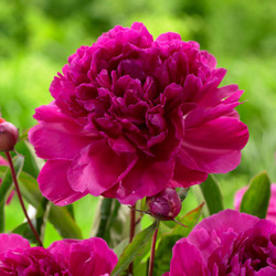 Peony Lactiflora Karl Rosenfield (Spring)