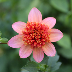 Dahlia Anemone Totally Tangerine