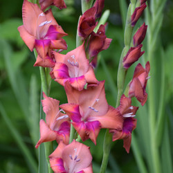 Gladiolus Tricolore, showing the flowers' unique muddy orange/brown with purple centers.