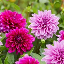 Dahlia Dinnerplate Thomas Edison & Lilac Time