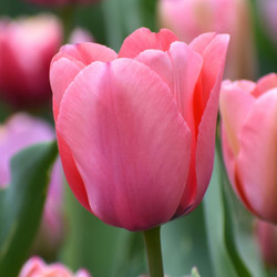 Tulip Darwin Hybrid Pink Impression