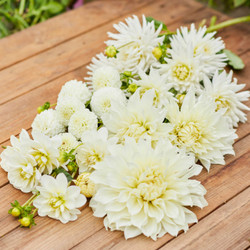 Dahlia Assorted Coconut Frills Collection