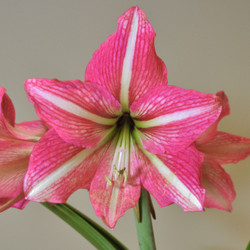 Amaryllis Single Pinkolo