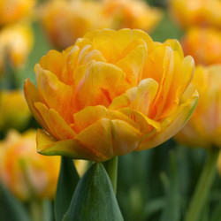 Tulip Double Early Foxy Foxtrot