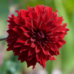 Dahlia Dinnerplate Mingus Alex