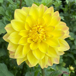 Decorative dahlia American Sun in a flower garden, looking down on one 5 to 6" diameter blossom with brilliant chrome yellow petals.