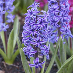 Hyacinth orientalis Blue Jacket blooming in a spring garden, highlighting this variety's purple and indigo-blue flowers with subtle white stripes.