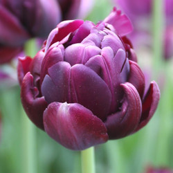 Tulip Double Late Black Hero