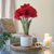 Amaryllis Double King  with Cream Ceramic Pot Growing Kit