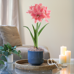 Amaryllis Sweet Nymph  with Green Ceramic Pot Growing Kit