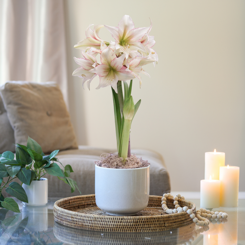 Amaryllis Magic Green with Cream Ceramic Pot Growing Kit