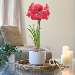 Amaryllis Magical Touch with Cream Ceramic Pot Growing Kit