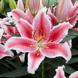 Oriental Lily Tasman closeup shot