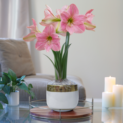 Amaryllis Sweet Star with Gold-Rimmed White Pot Growing Kit