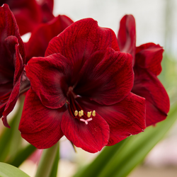 Large Bloom Amaryllis Premier