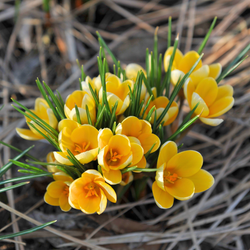 The pale yellow flowers of early-blooming species crocus Romance.