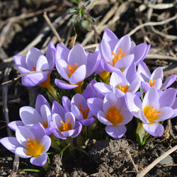 Looking down on a cluster of early-blooming lavender-pink Firefly crocus with bright orange stamens.